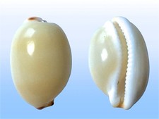 Cypraea isabella, Balabac