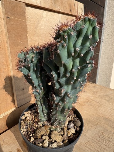 Cereus peruvianus monstruosus - cereus,