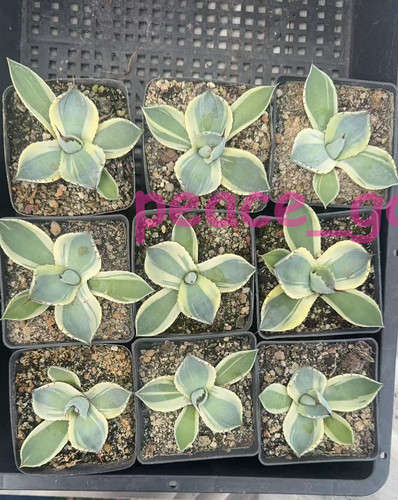 Agave parryi troncata extra