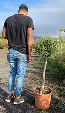 Ulivo Olivo "Olea Europea"