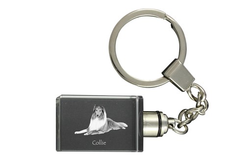 Collie pelo lungo pastore - pelo,