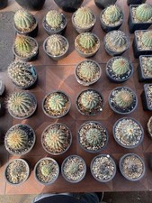 Ingrosso Copiapoa cinerea