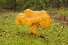 Cantharellus Cibarius (nome volgare gallinaccio), micelio, per coltivare (O4Y)