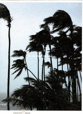 Caribbean Biennial: No. 6