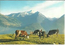 Monte Grivola (AO) Panorama Estivo e Mucche al Pascolo, Vaches au Paturage