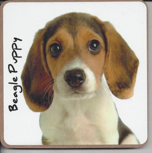 Beagle sottobicchiere per - sottobicchiere, cani