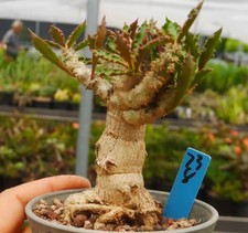 Rara pianta Euphorbia
