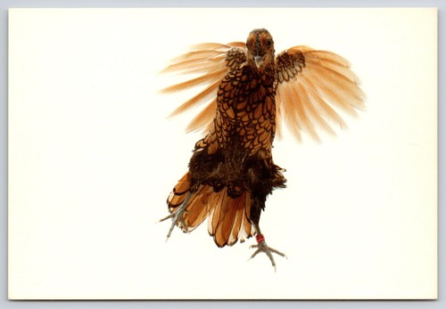 Cartolina arte golden - cartolina,