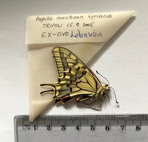 Papilio machaon syriacus - papilio, syriacus***n