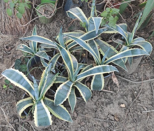 Agave americana variegata - ,