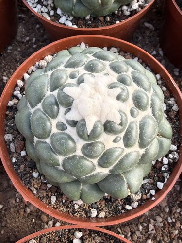 Coryphantha elephantidens