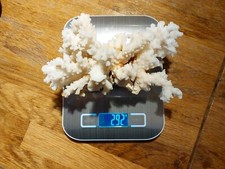 Ramo Di Corallo Bianco, 290 g ca., 15 cm ca.