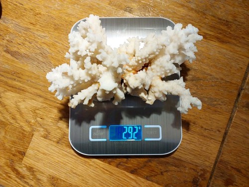Ramo corallo bianco 290 g - 290,