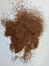 semi freschi Erisimo- Sisymbrium officinale-  erba dei cantanti anno 2025