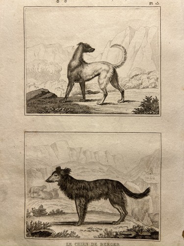 Antica illustrazione 1835 - illustrazione,