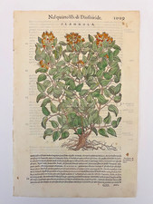 MATTIOLI Xilografia 1500