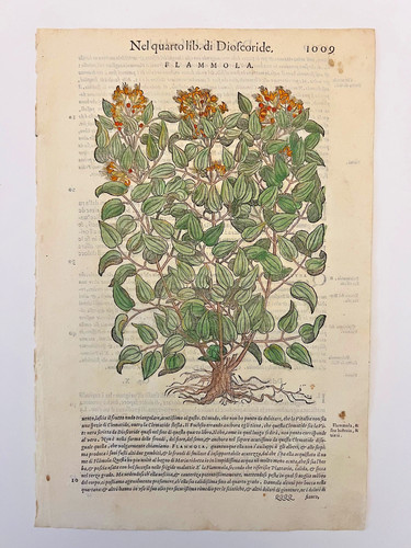 Mattioli xilografia 1500 - xilografia,