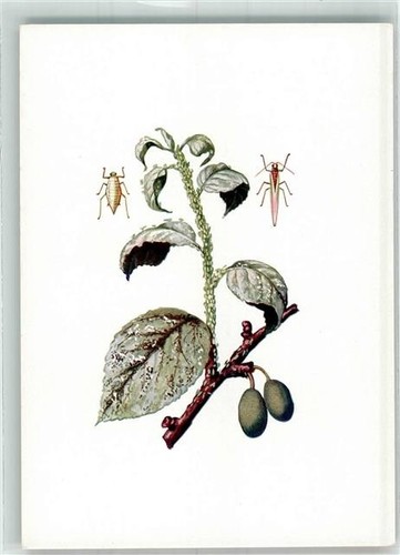 39806780 gli afidi - -,