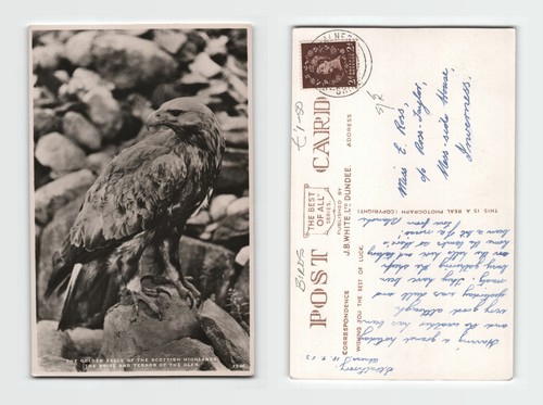 Postcard golden eagle - -,