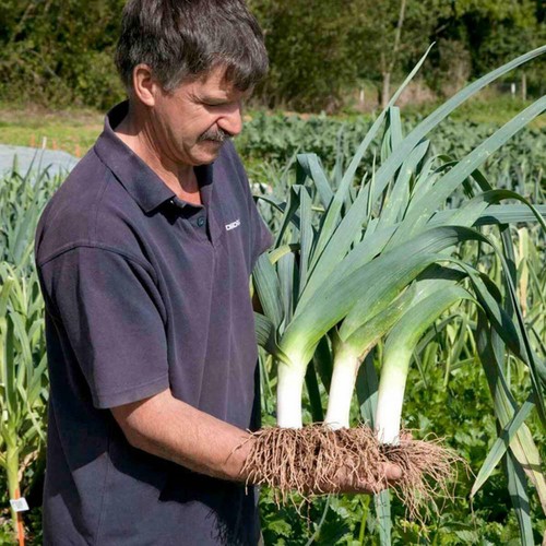 Semi porro gigante - 50,