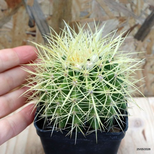 Echinocactus grusonii spina