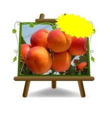 Albicocco Fracasso su vaso da