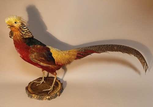 Taxidermy cabinet de - cabinet,