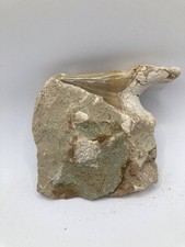 Autentico dente di squalo