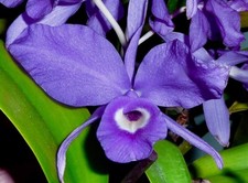 Cattleya ibrido, tromba blu