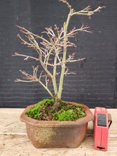 bonsai di  acero palmato