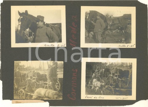 1915 ww1 cormons - -, medea