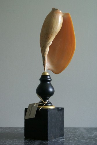 Coquillage orange déco - coquillage, orange,