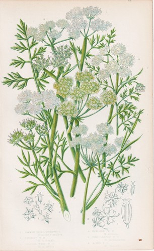 Oenanthe fistulosa erbe - fistulosa,