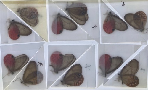 Cithaerias haetera unità - cithaerias/haetera, 50