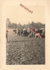 Bestiame raccolto da case