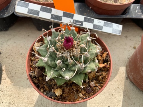 038 turbinicarpus alonsoi old - 038,