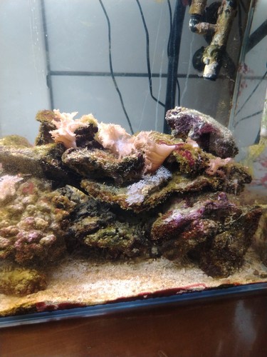 Rocce acquario marino - marino,