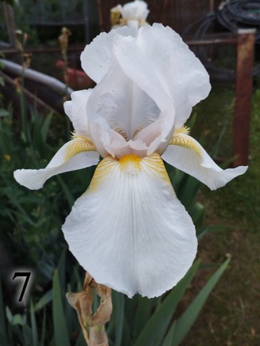 Rizomi iris germanica - rizomi,