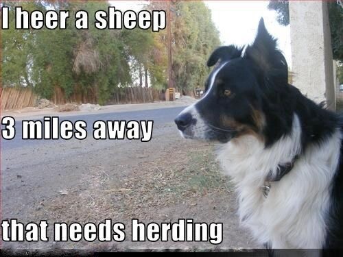 Border collie magnete frigo - magnete,