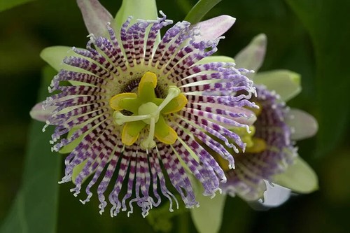 Passiflora ligularis 10 - ligularis, semi