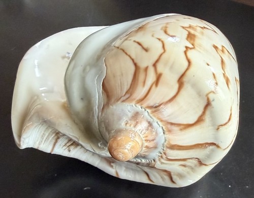 Conch shell seashell polished - shell,