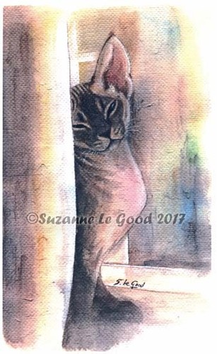 Devon rex cat art - rex, unmounted