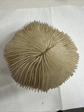 Corallo Criniera Di Leone Su Supporto