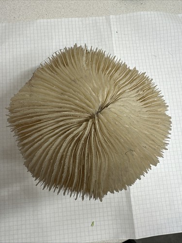 Corallo criniera leone su - di,