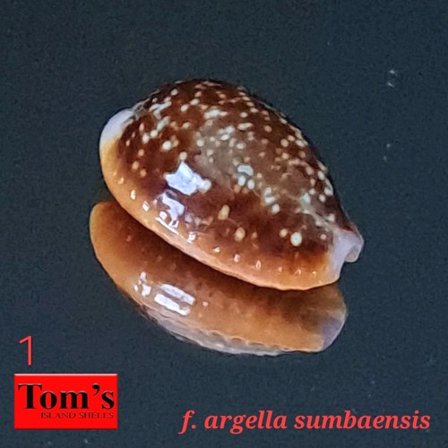 Cypraea helvola argella - f.,
