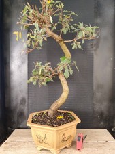 bonsai  quercia   h 80  cm