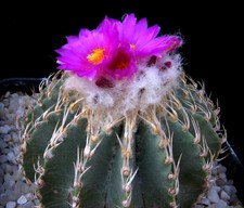 Geohintonia mexicana *** Cactus, Aztechium, Ariocarpus, Astrophytum
