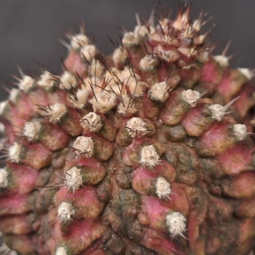 Gymnocalycium mihanowichii - , cv
