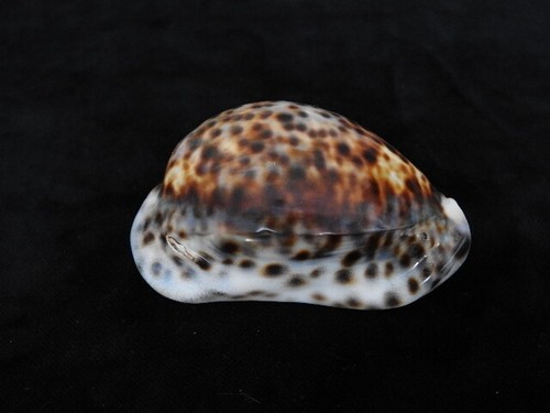 Sea shell cypraea - sea,