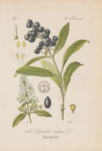 Ligustro - , vulgare)